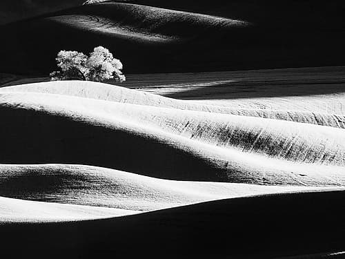 USA-Washington State-Palouse region-Lone tree in Field Art Print